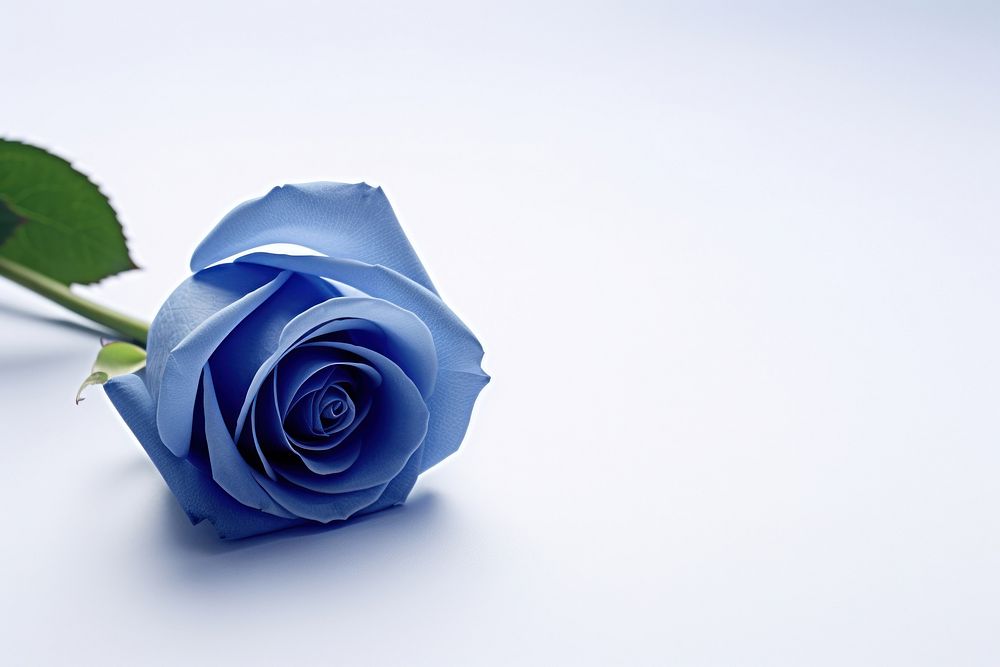 Blue rose flower plant inflorescence. AI generated Image by rawpixel.
