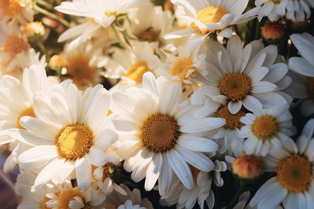 Daisy bouquet outdoors blossom flower. AI generated Image by rawpixel.