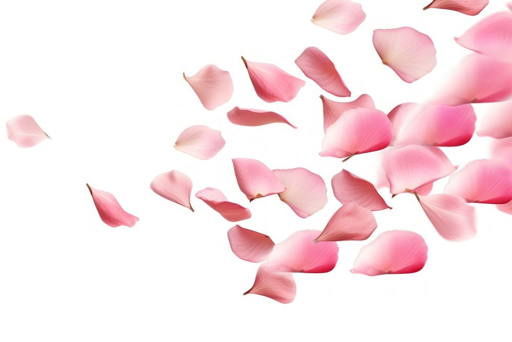 Rose petals backgrounds plant white background. AI generated Image by rawpixel.