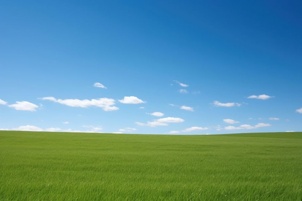 Grassy Field Clear Blue Sky 