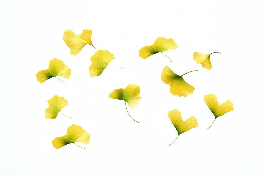 8 realistic ginkgo leaves petal plant leaf. AI generated Image by rawpixel.