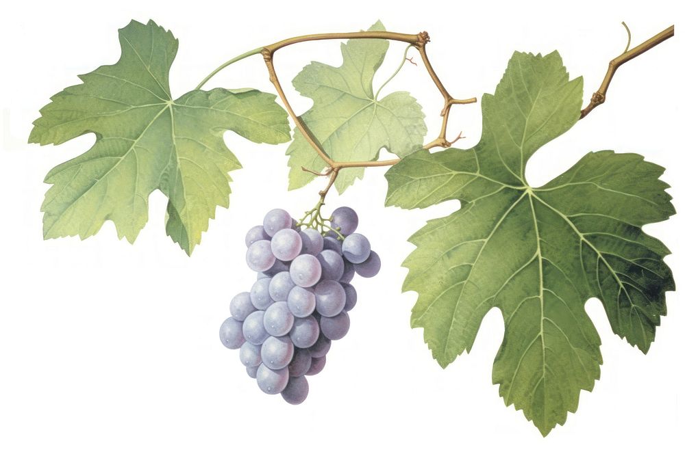 Vine green grapes watercolor fruit plant food. AI generated Image by rawpixel.