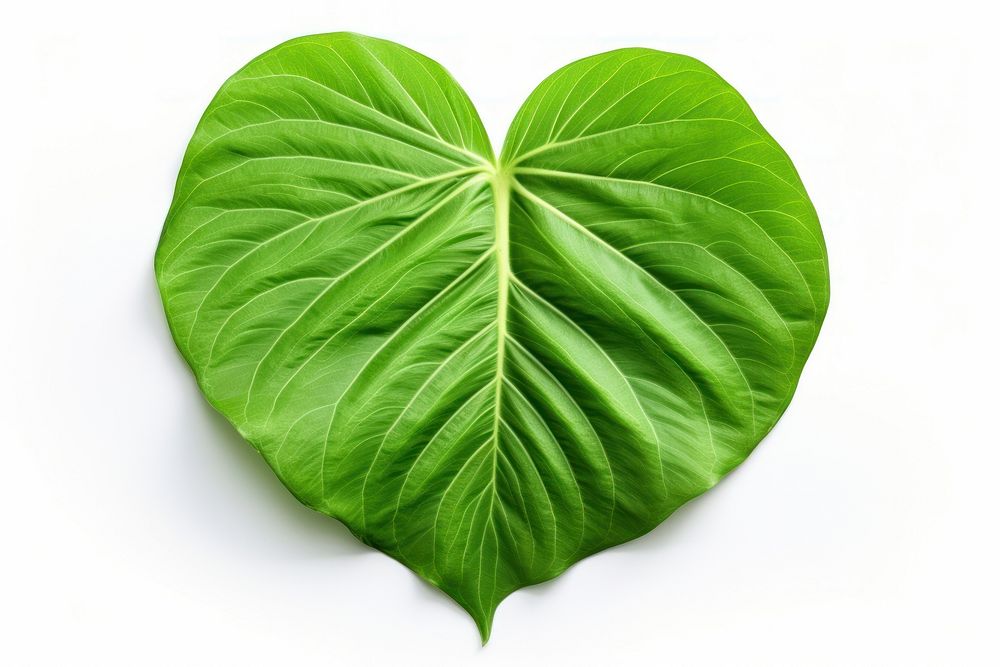 Green lea leaf plant white background. AI generated Image by rawpixel.