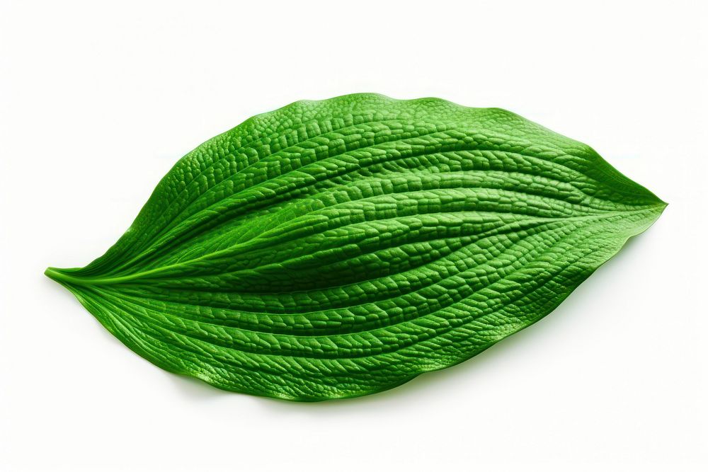 Green lea leaf plant white background. AI generated Image by rawpixel.