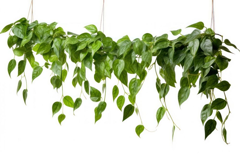 Hanging vine plant hanging leaf white background. AI generated Image by rawpixel.