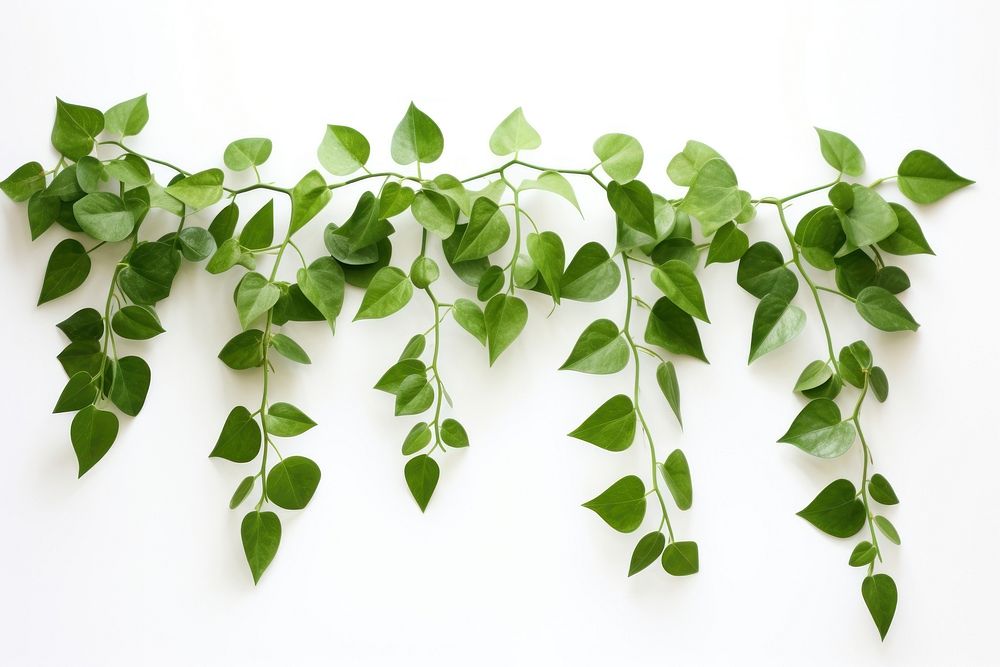 Hanging vine plant leaf white background freshness. AI generated Image by rawpixel.
