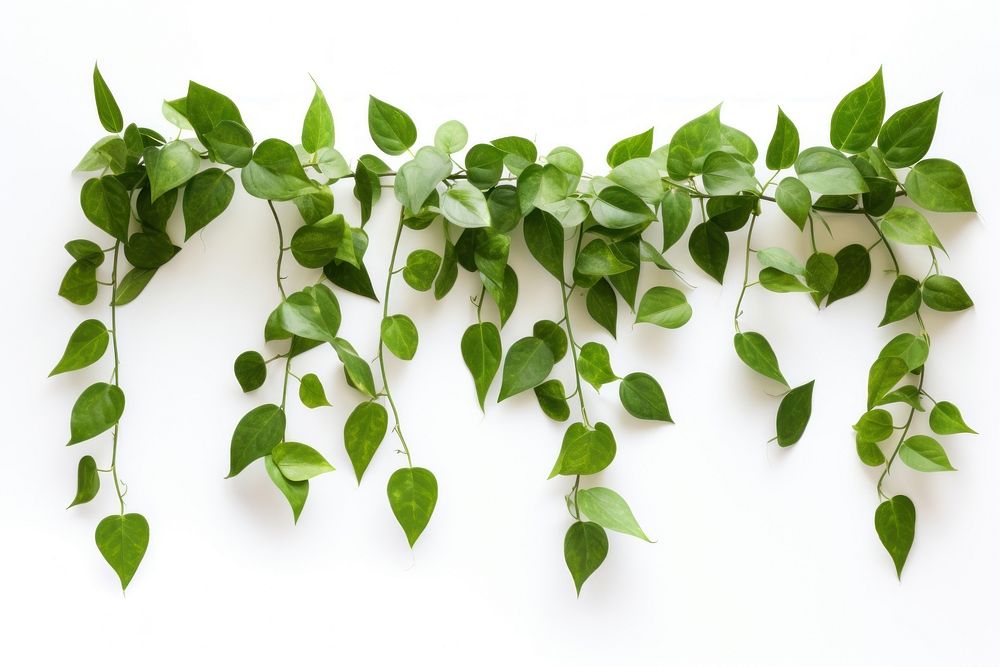 Hanging vine plant leaf white background freshness. AI generated Image by rawpixel.
