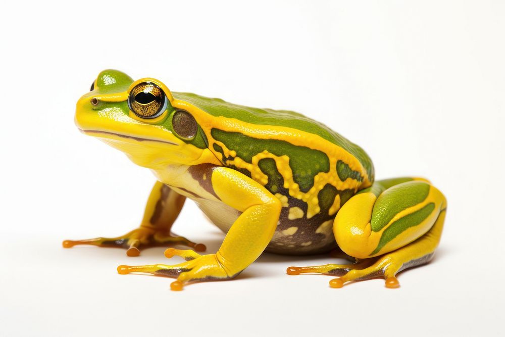 Green and yellow frog amphibian wildlife reptile. AI generated Image by rawpixel.