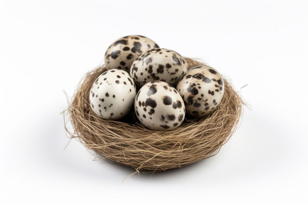 Small quail eggs in a nest food white background celebration. AI generated Image by rawpixel.