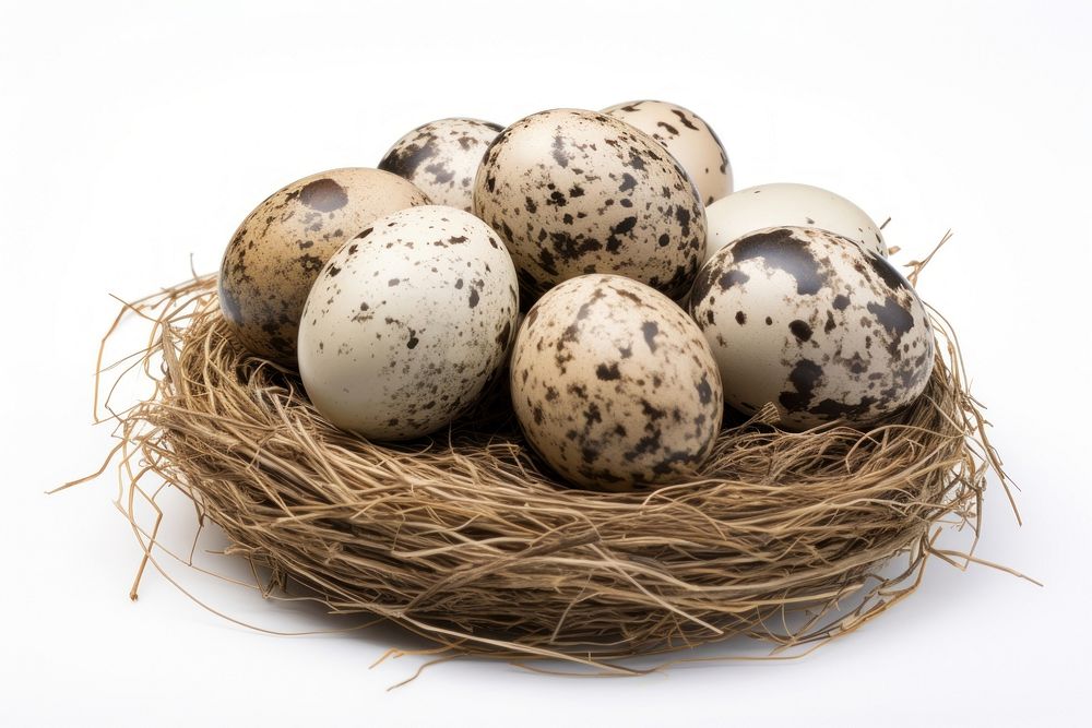 Quail eggs in a nest food white background celebration. AI generated Image by rawpixel.