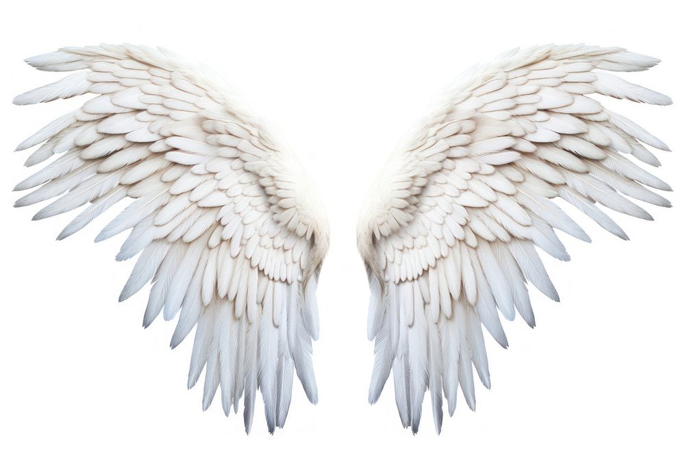 Wings angel bird white. AI generated Image by rawpixel.