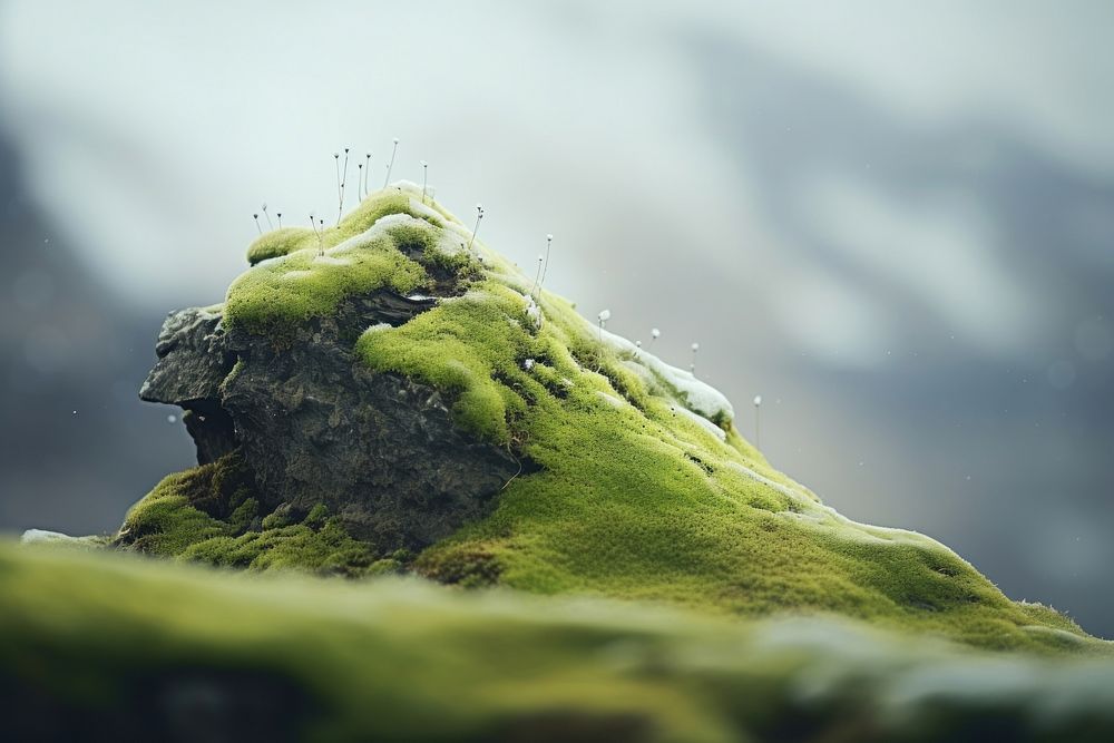 The moss growing atop the rock on the snow-covered hill outdoors plant algae. AI generated Image by rawpixel.