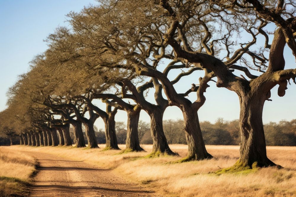 A row of oak trees landscape outdoors nature. AI generated Image by rawpixel.