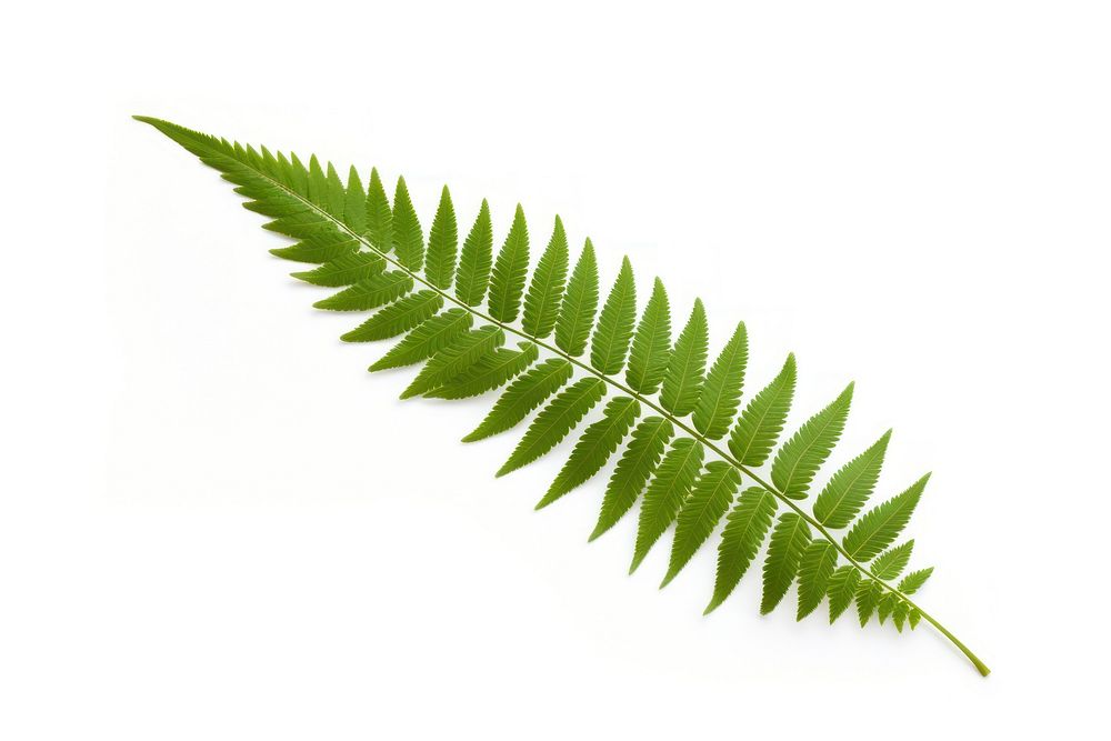 A single fern leave plant leaf white background. AI generated Image by rawpixel.