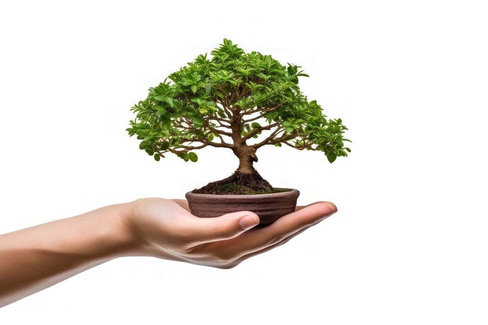 Brown hand holding a small size fully grown tree bonsai plant adult. AI generated Image by rawpixel.