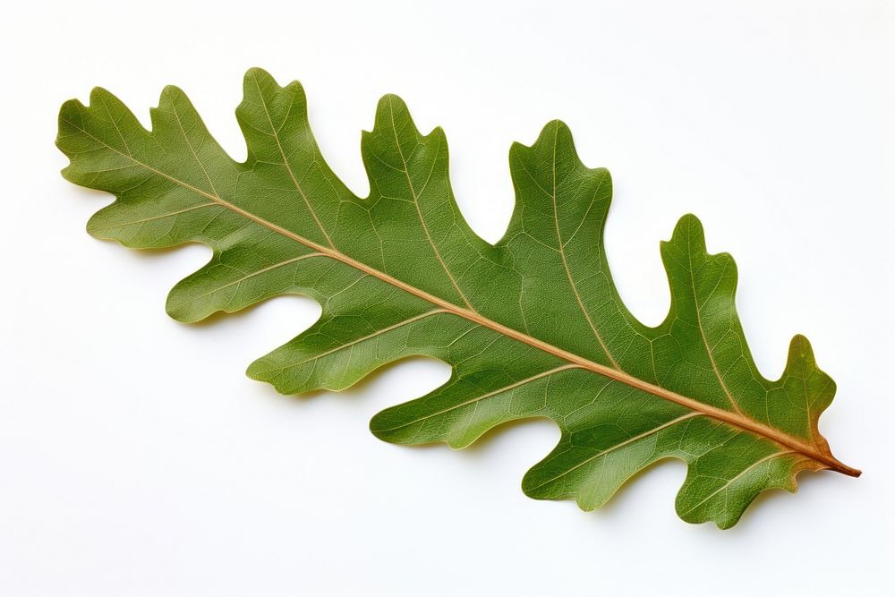Durmast oak leaf plant tree white background. AI generated Image by rawpixel.