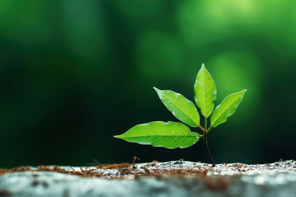Focus on 3 leaves with green background outdoors nature plant. AI generated Image by rawpixel.