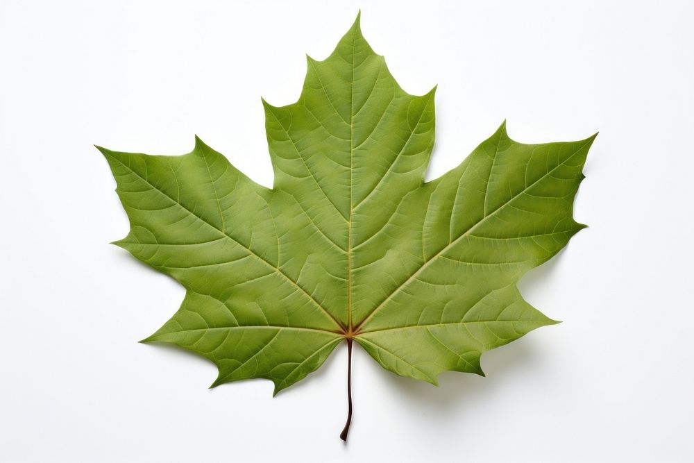 Field maple leaf plant tree white background. AI generated Image by rawpixel.