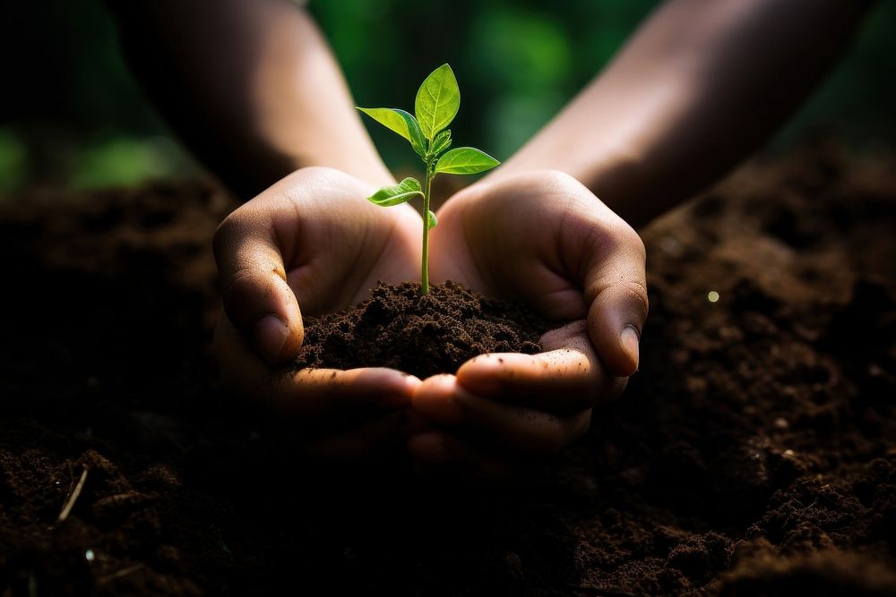 Hand holding growing plant in soil background gardening planting outdoors. AI generated Image by rawpixel.