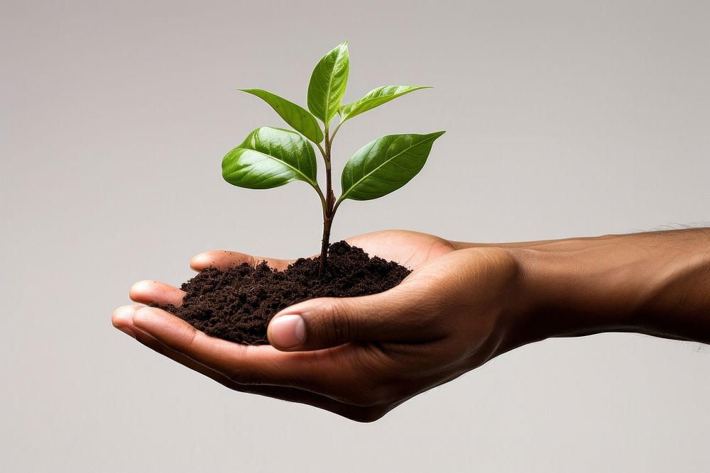 One hand holding a growing plant another hand holding small realistic earth planting leaf soil. AI generated Image by…