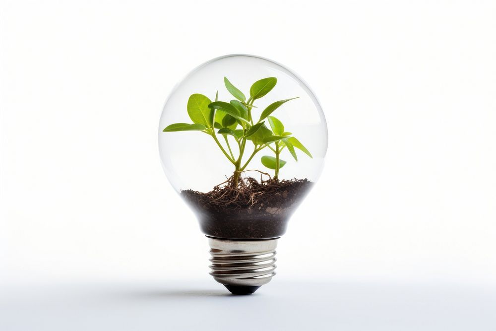 Little plants growing in light bulb lightbulb electricity innovation. AI generated Image by rawpixel.