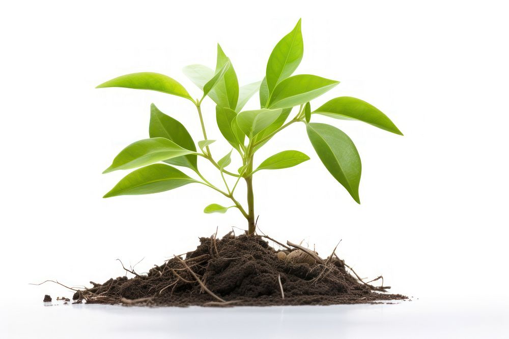 Small growing plant can see roots soil leaf white background. AI generated Image by rawpixel.