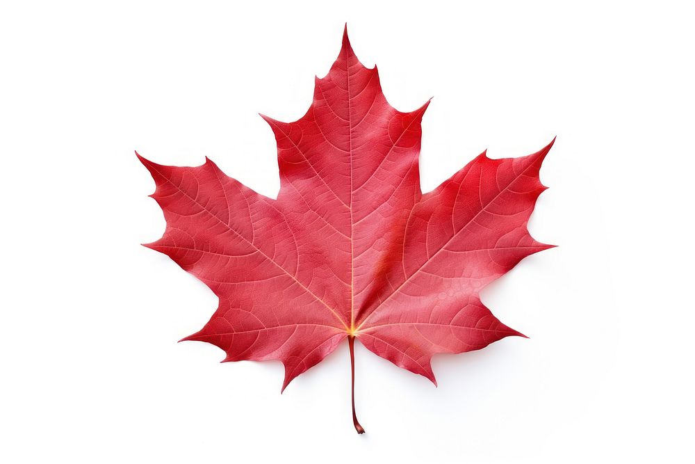 Red maple leaf plant tree white background. AI generated Image by rawpixel.