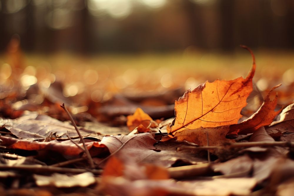 Autumn photo sunlight outdoors nature. AI generated Image by rawpixel.