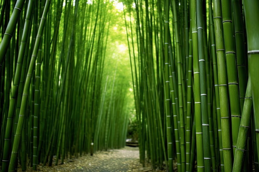 Bamboo photo outdoors nature plant. AI generated Image by rawpixel.