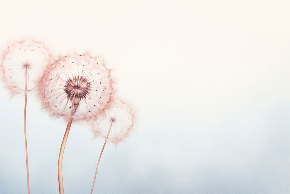 Dandelion flower plant pastel colored. AI generated Image by rawpixel.