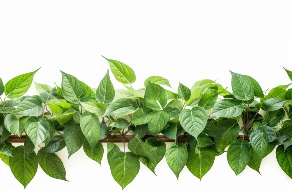 Betel tree plant leaf white background. AI generated Image by rawpixel.