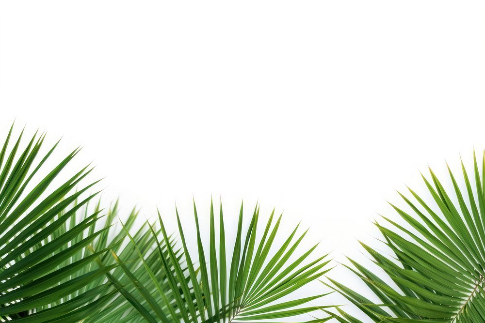 Palm plants backgrounds outdoors nature. AI generated Image by rawpixel.
