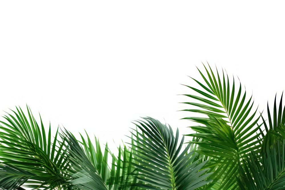 Palm plants backgrounds vegetation outdoors. AI generated Image by rawpixel.