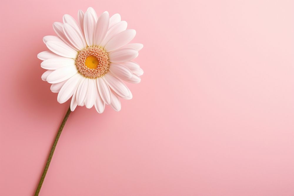 Flower background daisy petal plant. AI generated Image by rawpixel.