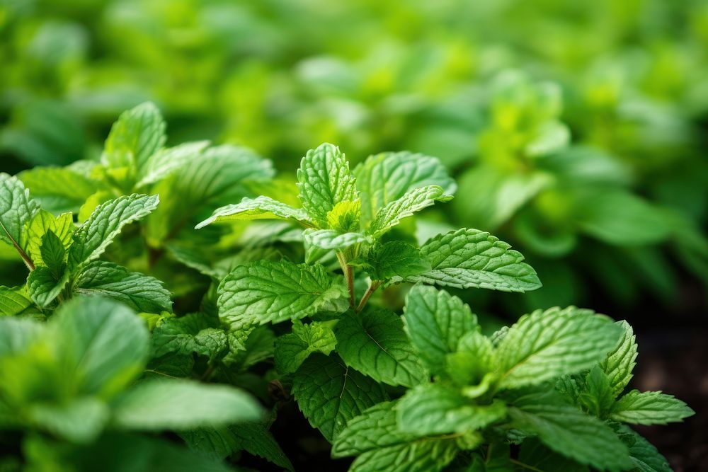 Mint plant herbs agriculture. AI generated Image by rawpixel.
