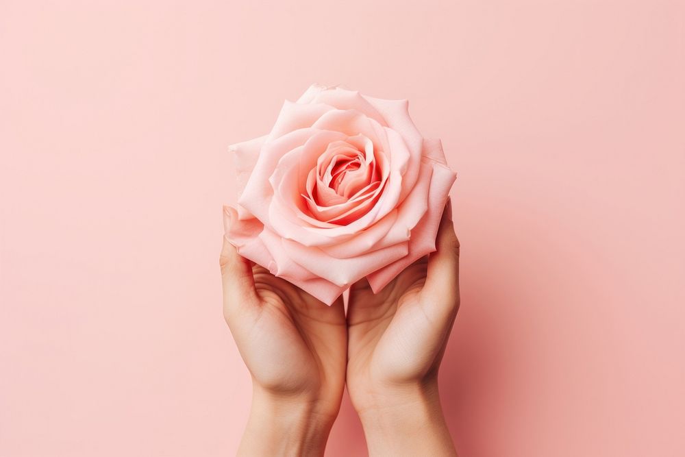 Hands holding rose flower petal plant. AI generated Image by rawpixel.