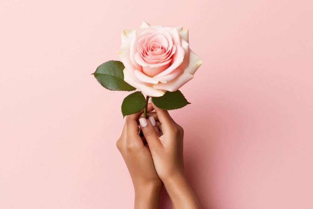 Hands holding rose flower plant pink. AI generated Image by rawpixel.