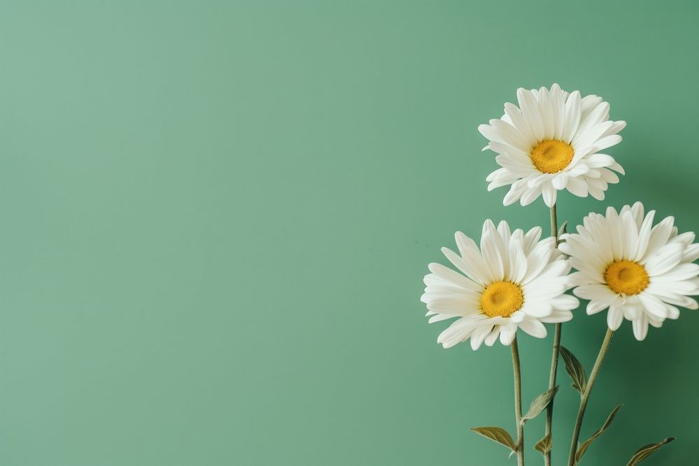 Aesthetic delicate daisies flower petal Premium Photo rawpixel