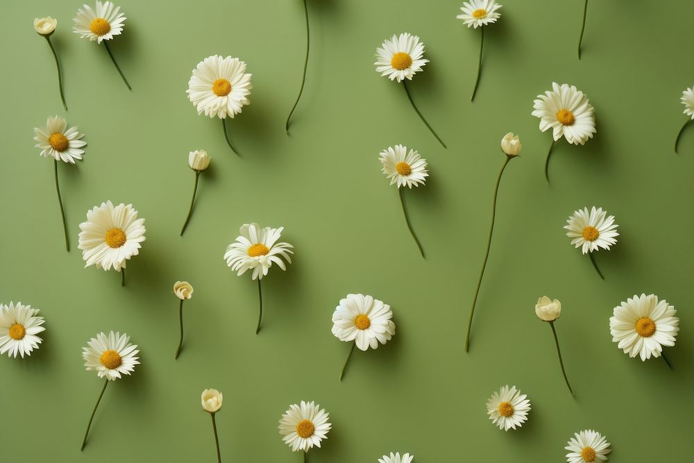 Aesthetic delicate daisies backgrounds flower daisy. AI generated Image by rawpixel.