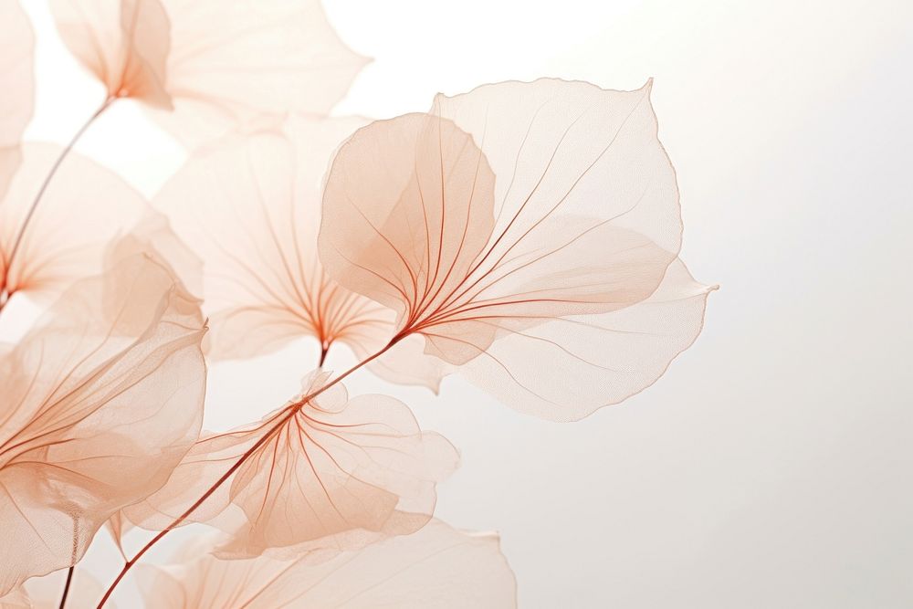 Transparent leaves petal backgrounds flower. AI generated Image by rawpixel.