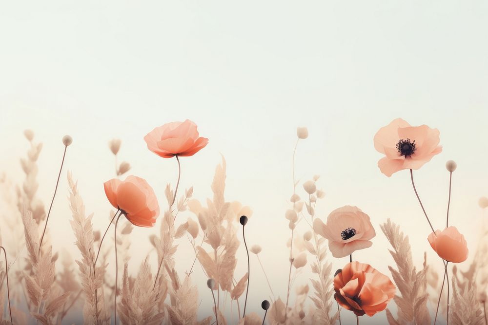Flowers in aesthetic nature background backgrounds outdoors poppy. AI generated Image by rawpixel.