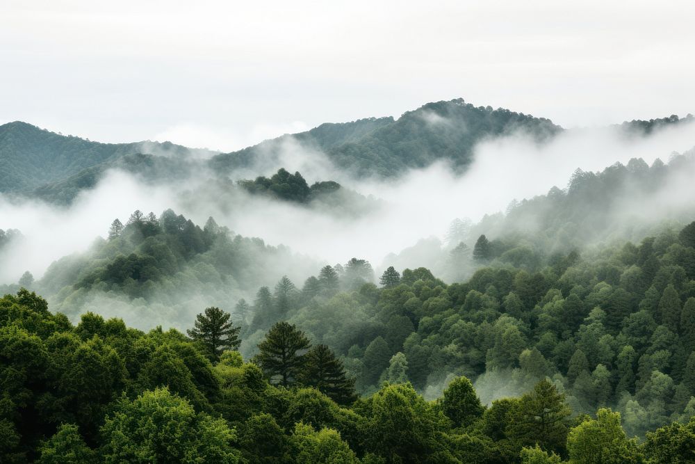 Great Smoky Mountains vegetation mountain outdoors. 