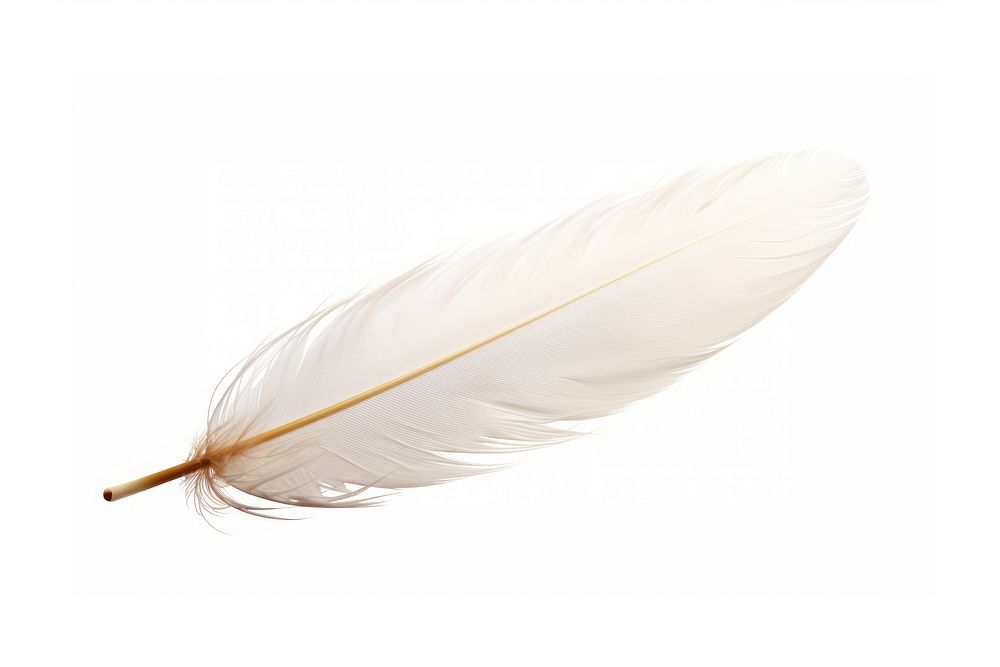 White Dove feather white background lightweight accessories. AI generated Image by rawpixel.