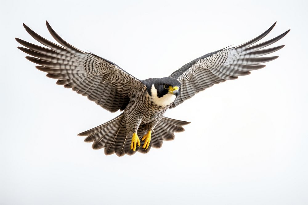 Peregrine falcon in flight buzzard vulture animal. AI generated Image by rawpixel.