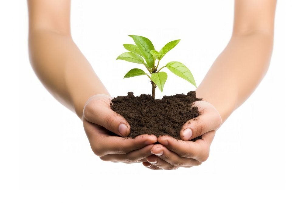 A hands holding soil with young plant planting white background agriculture. AI generated Image by rawpixel.