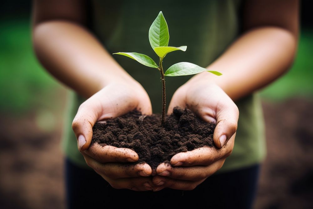 A woman hands holding soil with young plant gardening planting outdoors. AI generated Image by rawpixel.