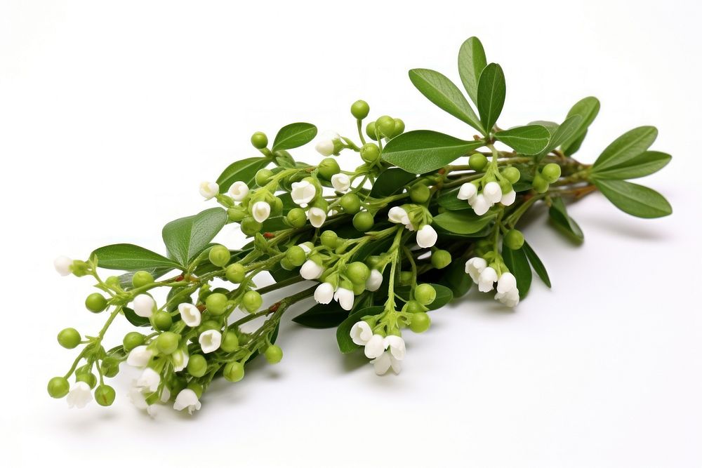 Mistletoe blossom flower plant. AI generated Image by rawpixel.