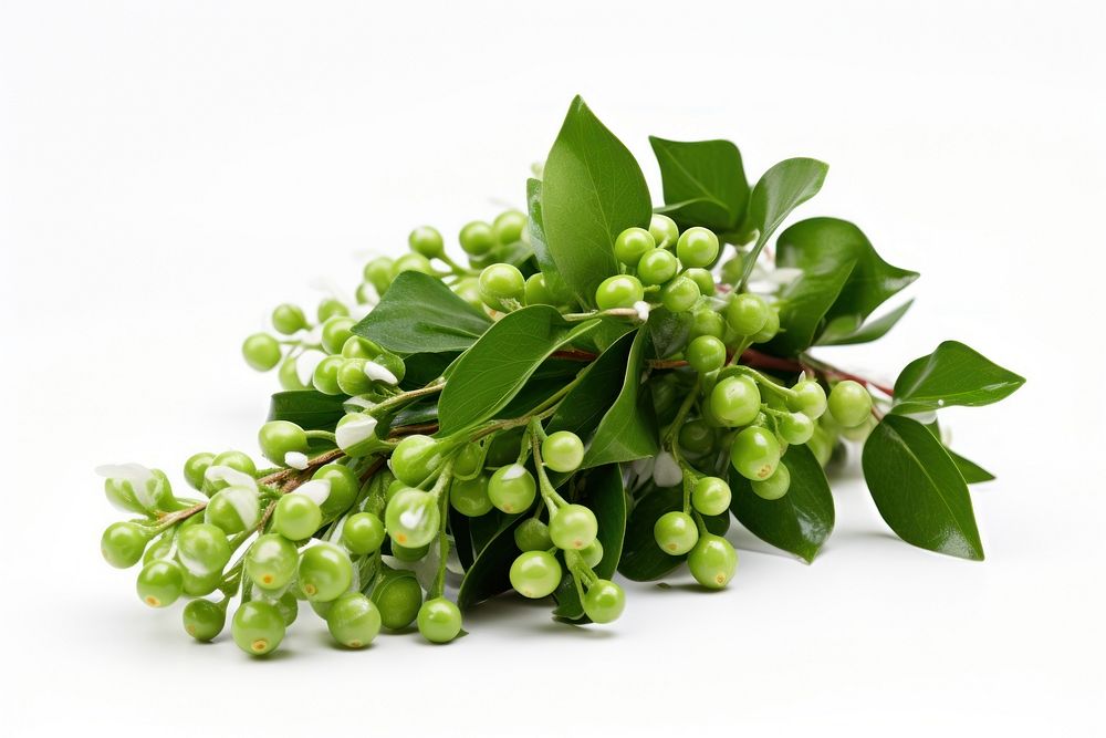 Mistletoe plant herbs food. AI generated Image by rawpixel.