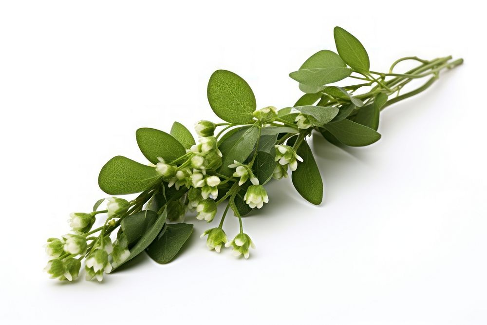 Mistletoe flower plant herbs. AI generated Image by rawpixel.