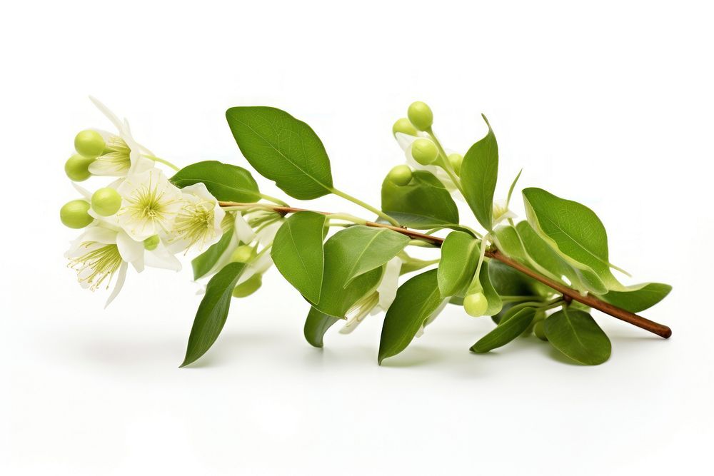Mistletoe flower blossom plant. AI generated Image by rawpixel.